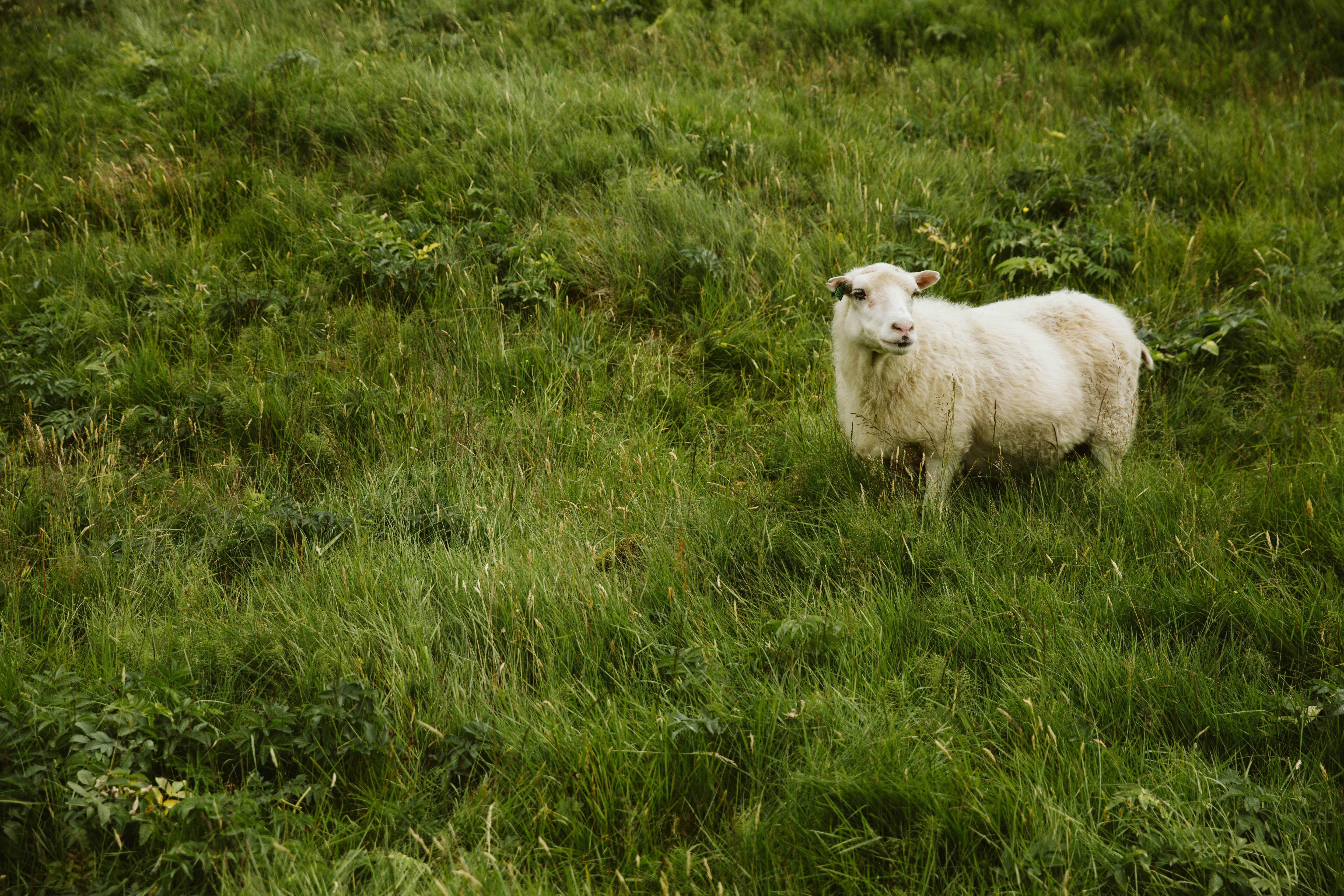 white sheep on green grass field during daytime